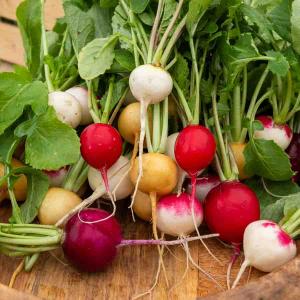 Radis ronds - Mélange de couleurs